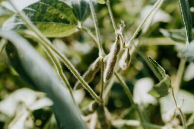 【フードテック・植物肉】食の持続可能性（サステナビリティ）に挑む企業動画事例集